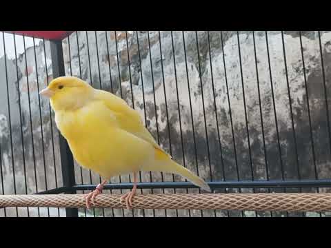 Yellow canary singing video - Timbrado canary singing beautiful melodic songs for training