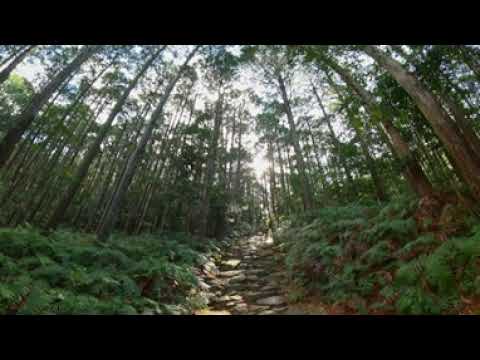 360° movie: Magose-toge Pass, Kumano Kodo Iseji: Cobblestones and Cypress Trees