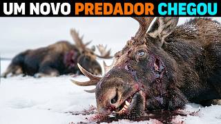 🚨 AGORA: O animal que está MATANDO ALCES de 700KG em Yukon