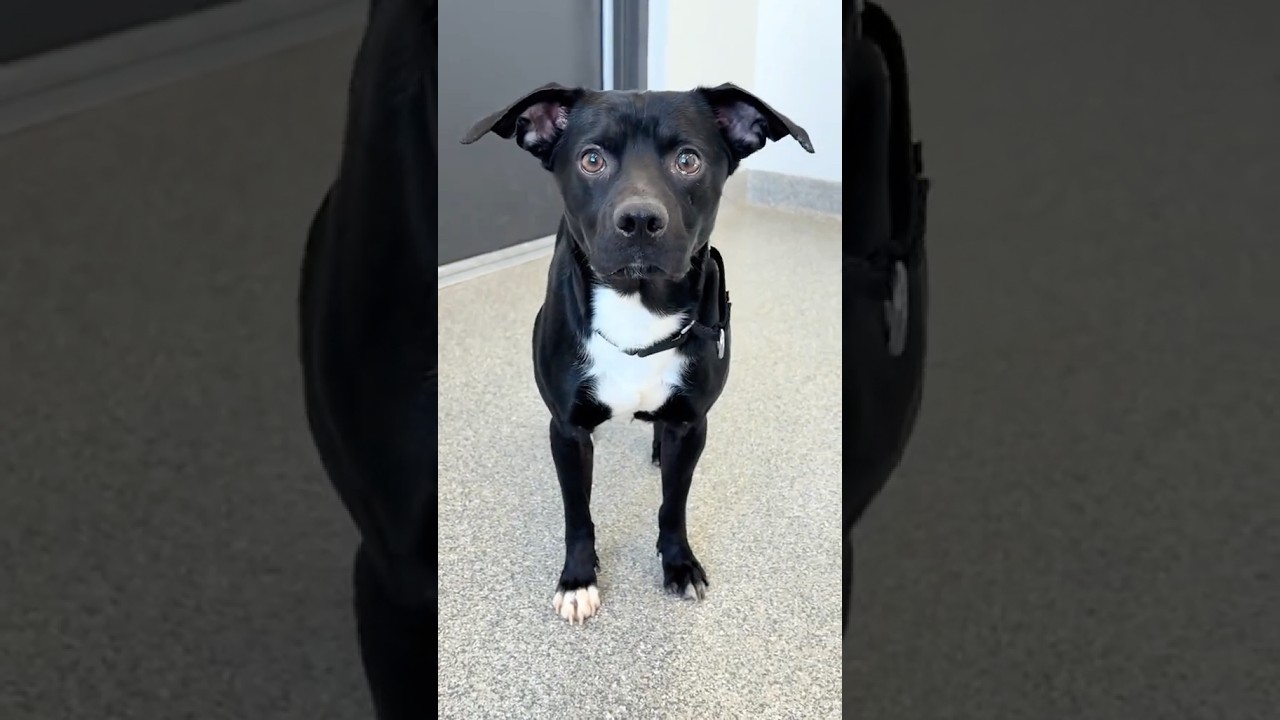 Enlarge Stan, a Adoptable mixed breed in Huntley, IL video 5/6