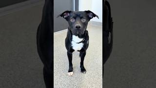 Video preview image #1 Cheagle Puppy For Sale in Huntley, IL, USA