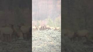 Chasing Big Bulls 2016 (Wyoming)