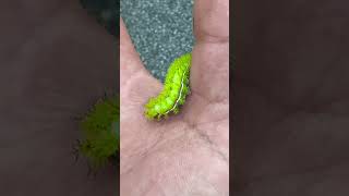 Download lagu Ozzy poisonous? Do you know the type of caterpillar? #pitbull#caterpillar#butterfly #bluestaffy  mp3 Download lagu Ozzy poisonous? Do you know the type of caterpillar? #pitbull#caterpillar#butterfly #bluestaffy  mp3