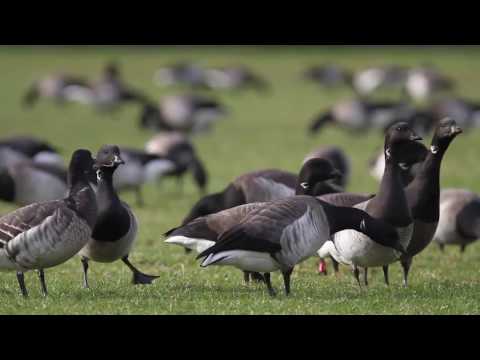 download lagu mp3 mp4 Wild Goose Resort, download lagu Wild Goose Resort gratis, unduh video klip Wild Goose Resort