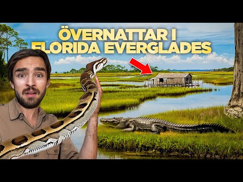 Vi jagar pytonorm i världens farligaste våtmark