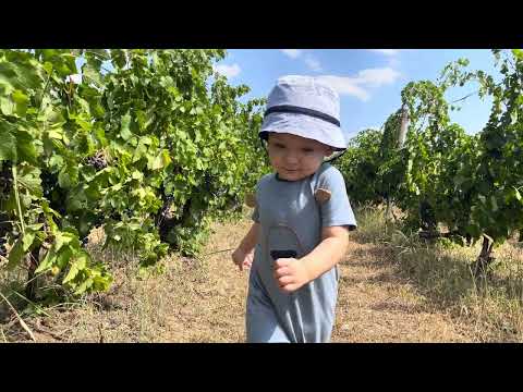 Visiting and tasting the fruits of vineyard in Vadu Săpat - 02 September 2023