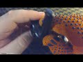 Видеообзор Voxtel MR650