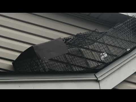 Attic Space is Now a Bathroom Thanks to Raccoons