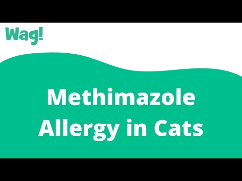 Methimazole Allergy in Cats | Wag!