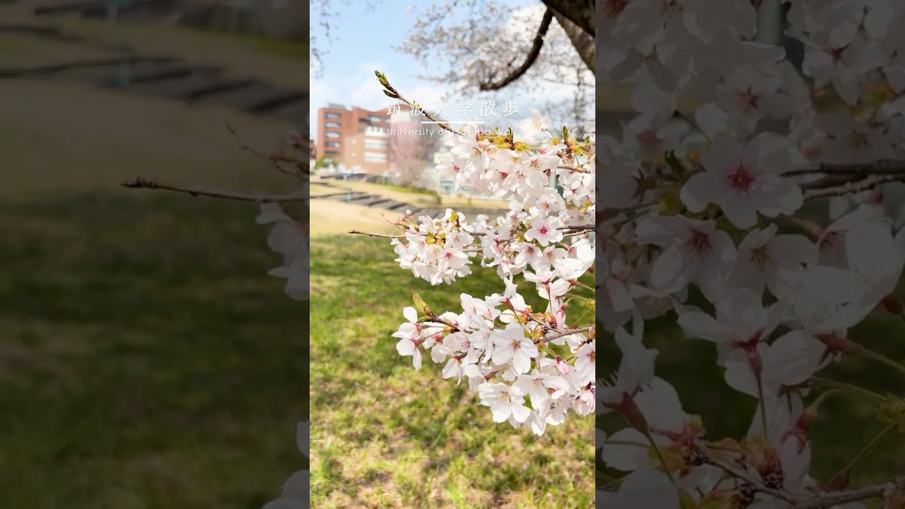 桜咲くキャンパスでお待ちしています Waiting for you under the cherry blossoms #筑波大学 #つくば #universityoftsukuba #sakura