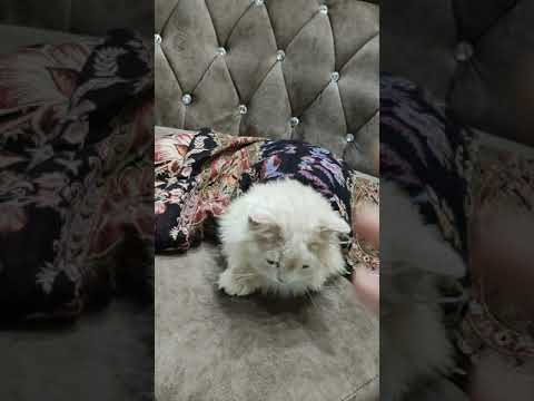 Persian cat feeling cold 🥶