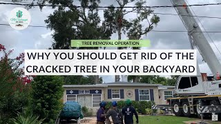 Large Tree Removal Operation: Why Cracking Trees Are Dangerous & Need To Be Cut Down