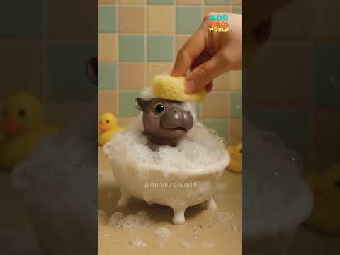 Tiny Hippo’s Adorable Bath Time Cutest Baby Hippo Ever!