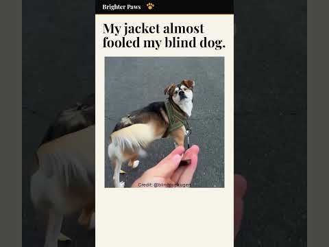 My Blind Dog Knew Something Was Different