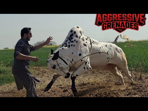 Dera Molvi Safdar Mirwal - Extremely Deadliest Fateh Jang Bulls 2026 - Bakra Mandi 2026- JNTV Series