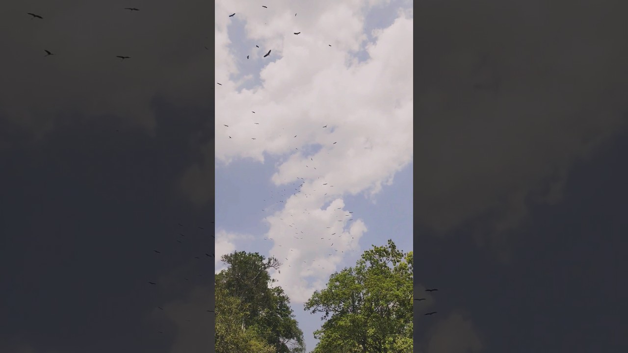 YouTube Short thumbnail