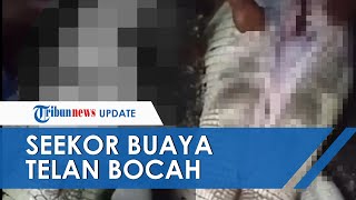 Video Detik-detik Buaya yang Telan Bocah SD Ditangkap, Keluarga Histeris saat Perut Buaya Dibedah