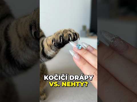Co se stane, když ukážete kočce své nehty? 🤔🐾 #kočky #shorts