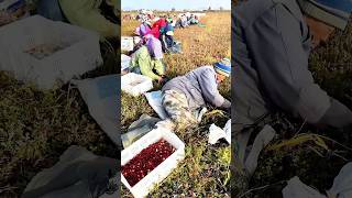 Download lagu Cranberry Harvest Season: Hard Work, Beautiful Reward! mp3