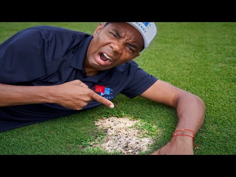 The REAL reason your lawn has bare spots and how to fix them