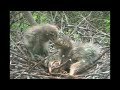 Night Heron Swallows Sibling Alive