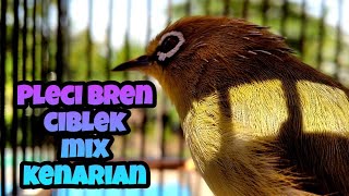 Download lagu PLECI NEMBAK BREN CIBLEK MIX KENARIAN | MASTERAN PLECI NEMBAK mp3 Download lagu PLECI NEMBAK BREN CIBLEK MIX KENARIAN | MASTERAN PLECI NEMBAK mp3