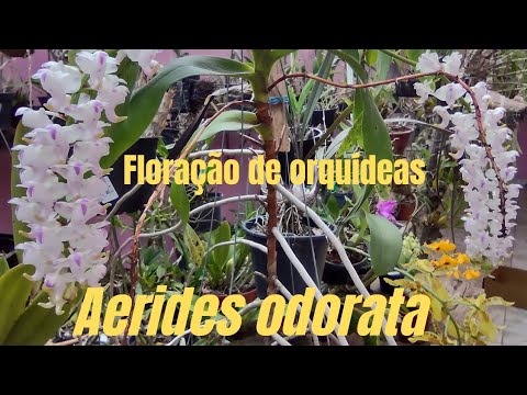 , title : 'Orquidea Aerides odorata vc conhece? dicas de cultivo'