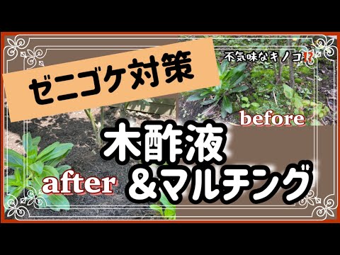 庭でおがくずを使用するにはどうすればよいですか？びっくりする実用的な使い方4つ！  庭園