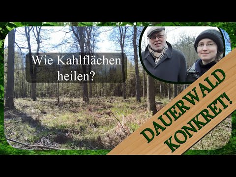 Großschirmschlag als Försterbombe | Dauerwald Konkret