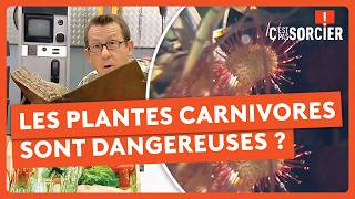 À quoi servent vraiment les épines des cactus ? - C'est pas sorcier