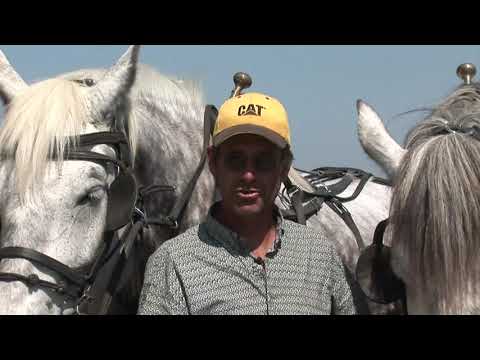 Vielseitiges Percheron-Pferd