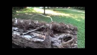 20+ YEAR super size poison ivy, virginia creeper, kills your trees, education