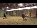 Lunging In Side Reins With Line Behind Poll Further To Encourage More UpHill Balance