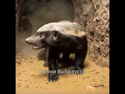 Павианы украли малыша — медоед привёл армию пчёл#Медоед#ДикиеЖивотные#ФактыОЖивотных#ЖивотныеБитвы