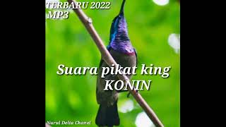 Download lagu suara king konin untuk pikat mp3