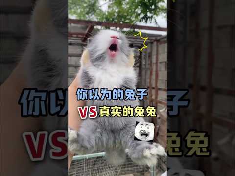 兔兔的几个小秘密，你几乎都不知道！ #宠物 #科学养宠攻略 #萌宠百科