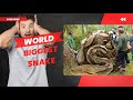 World's biggest snake found alive in Mexico 2013 ...