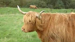 Captain Beefheart-Bellerin Plain