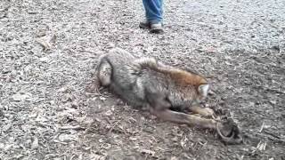 Coyote trapping with David Williams February2014