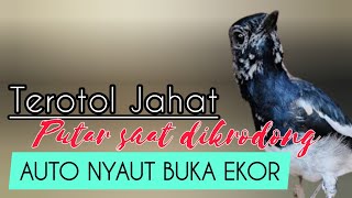 Download lagu SUARA KACER TEROTOL || PANCINGAN KACER DONGKRAK MENTAL DAN EMOSI mp3