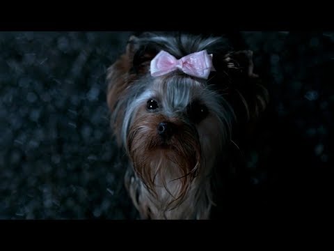Dean runs away from little dog HD Yellow Fever