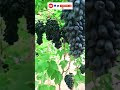 Black Grapes Anggur Hitam Shorts Grapes Anggur Black Whatsappstatus Youtubeshorts Fyp