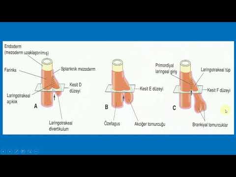 Solunum Sistemi Embriyolojisi ve Histolojisi