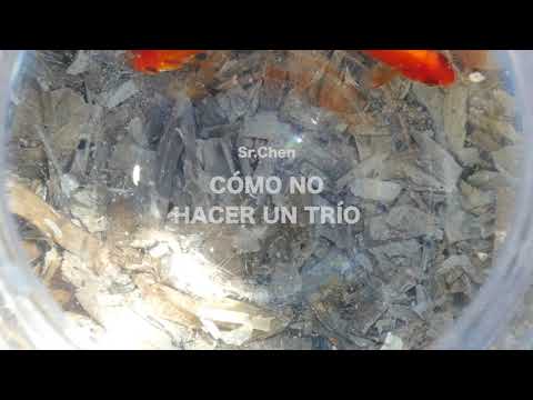 Sr. Chen - REPÚBLICA feat. Halley