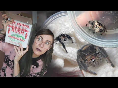 Unboxing 7 ADORABLE JUMPING SPIDERS!.. and deciding which to keep