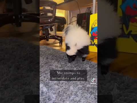 Info on domestic skunks. #ataritheskunk #skunk #skunks #animals #pets