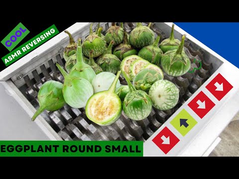 Eggplant round small vs fast shredder machine | Reversing shredding ASMR