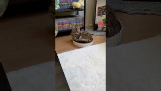 こっち見んな！