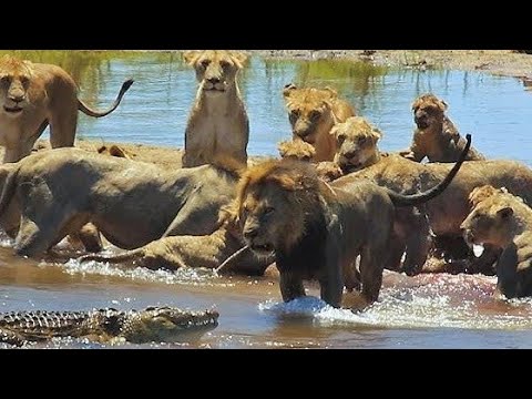 Leones del Lago | Nat Geo Wild