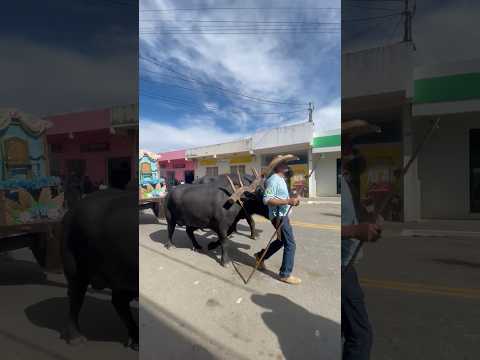 Desfile de carros de boi CONGONHAS DO NORTE MG 🐂 #reels #shorts #viral